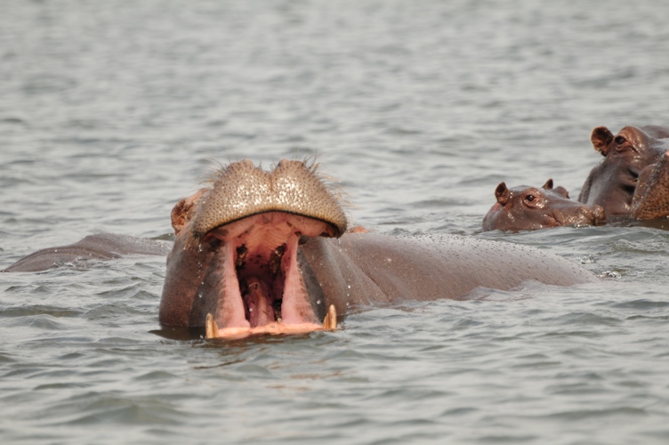 Hippo