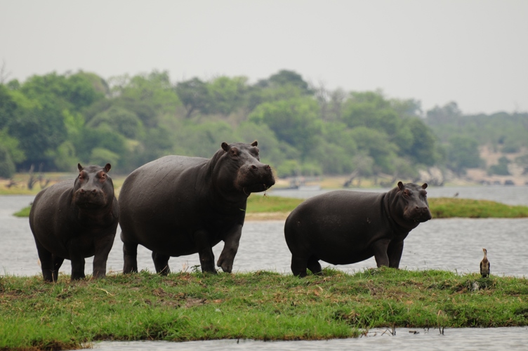 3 Hippos!