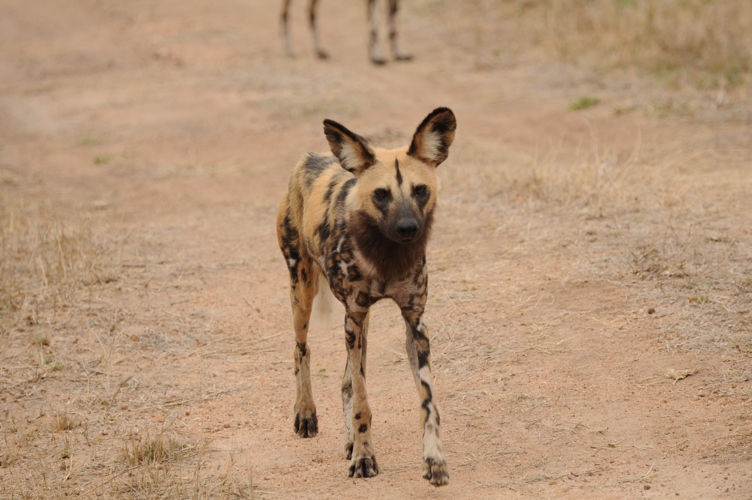 Rare wild dog