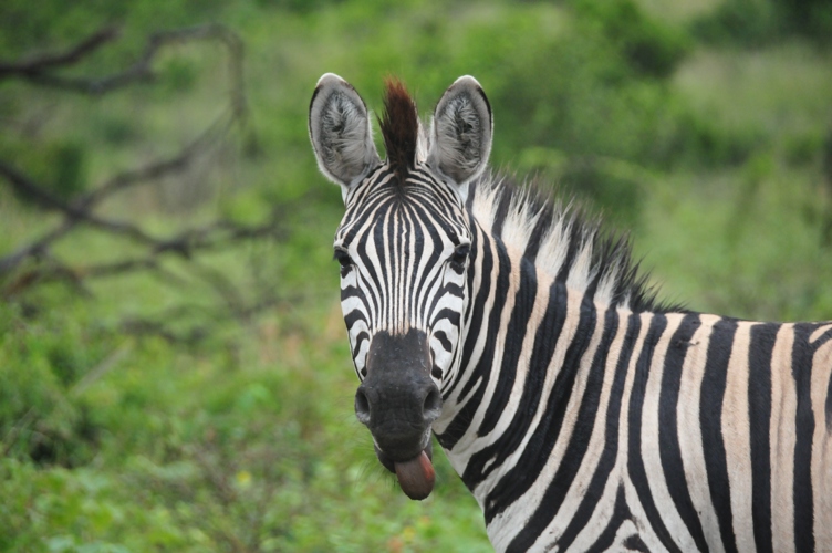 Zebra