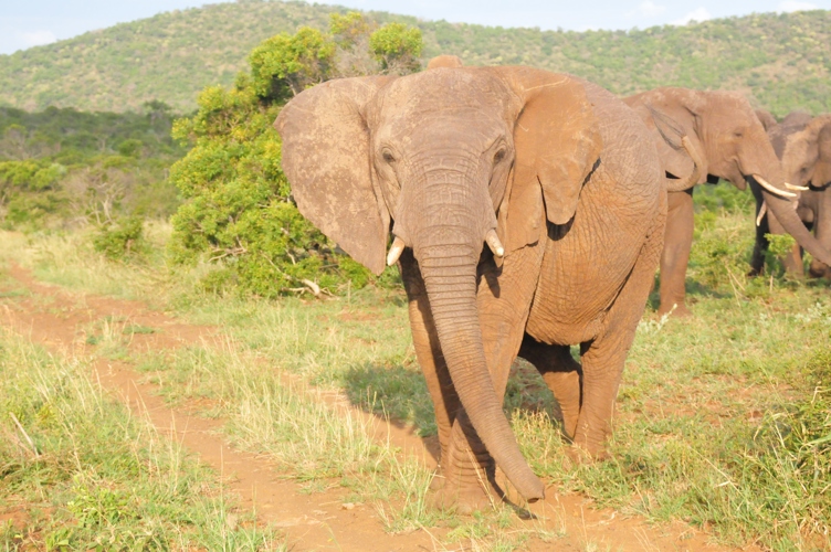 Angry Elephant 