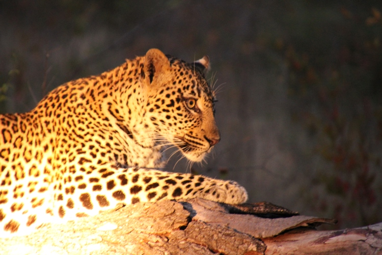 leopard 