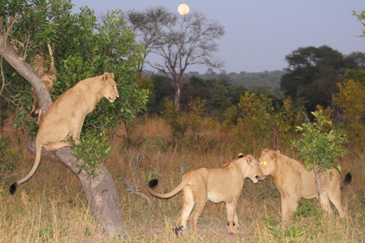 Full moon in the distance - family having fun!