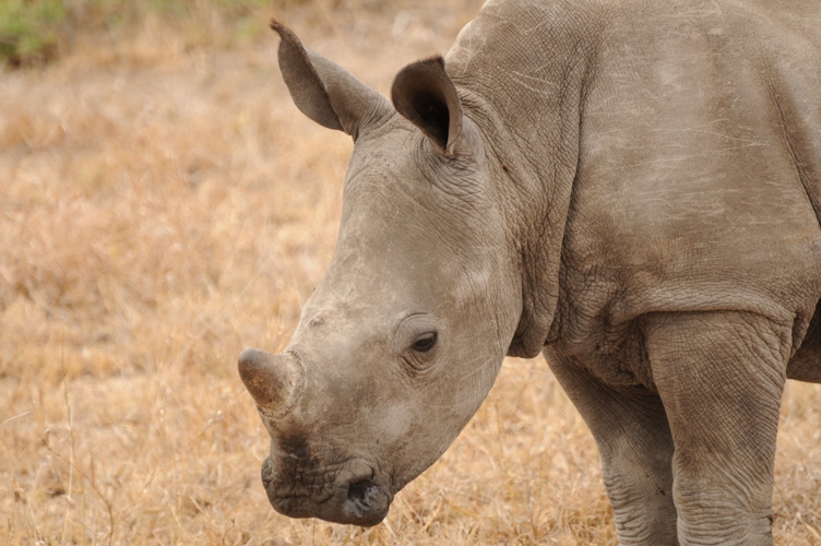 Rino