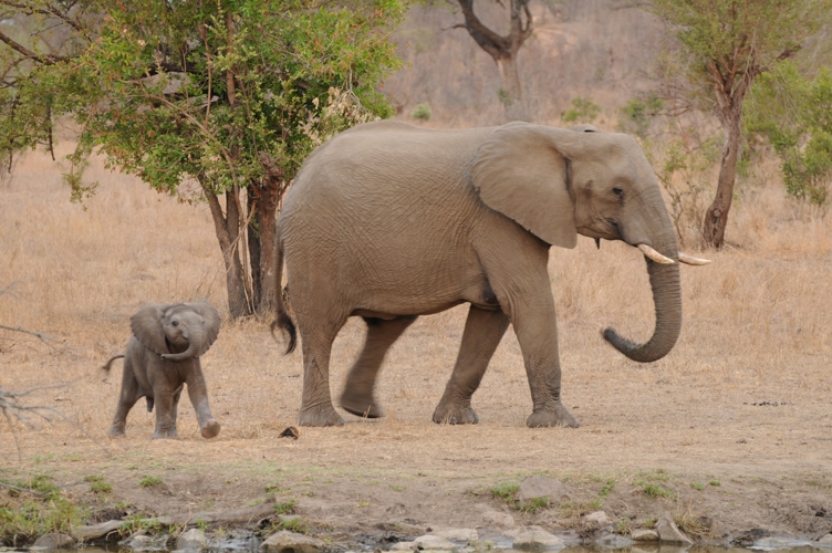 Baby Elepant