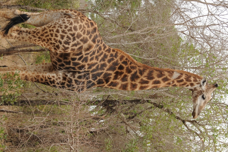 The giraffe is a large African hoofed mammal belonging to the genus Giraffa.