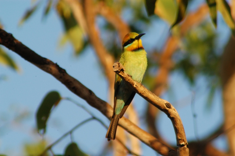 Bamurru amazing wildlife
