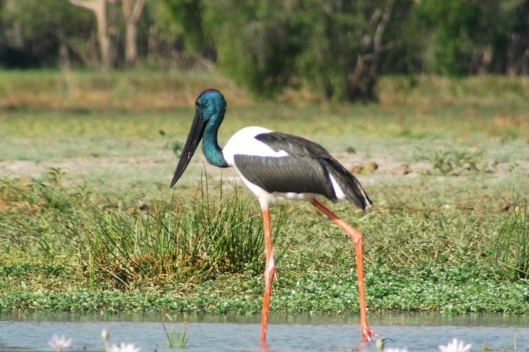 Mt Borradaile Day 3 182