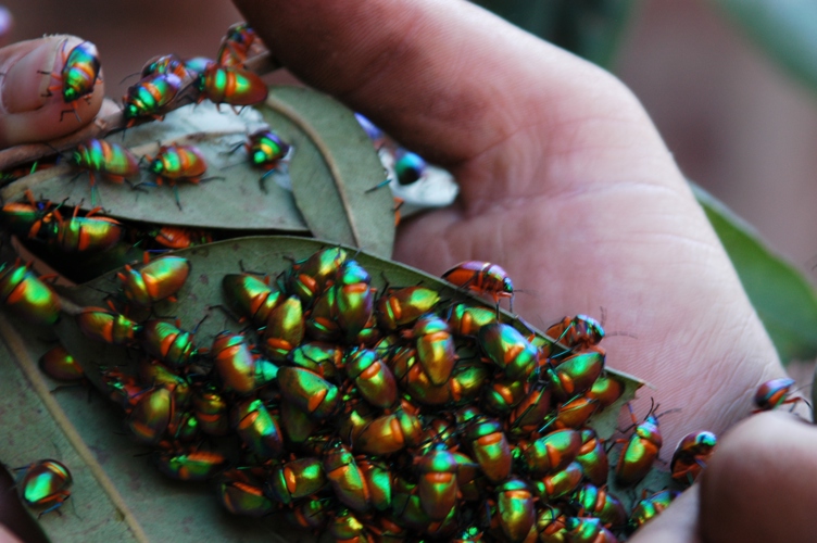 Mt Borradaile Day 3 022