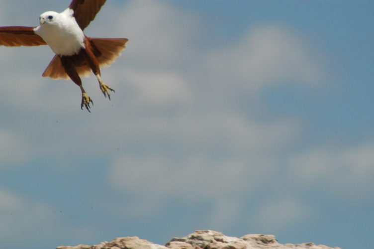 Mt Borradaile Day 3 164