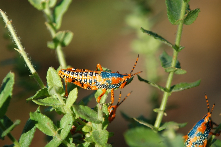 Mt Borradaile Day 3 007
