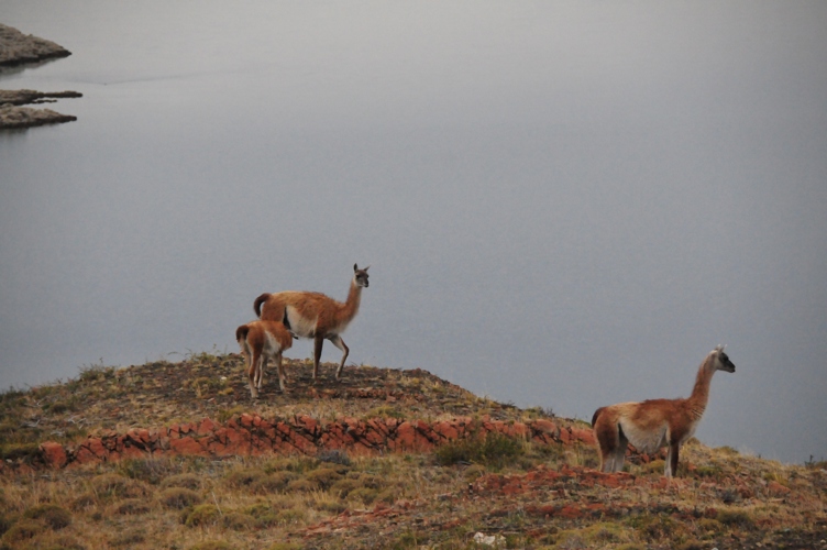 Some of the wildlife