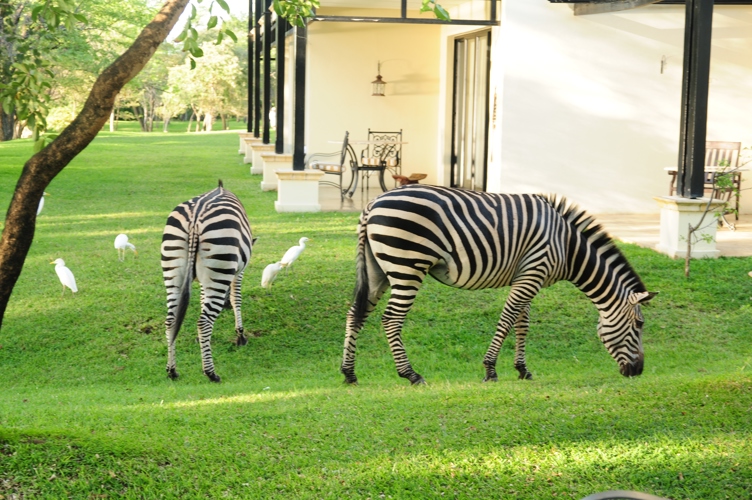On the lawn at Royal Livingston