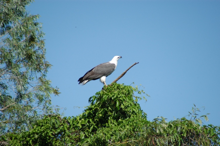 White crested sea hawke