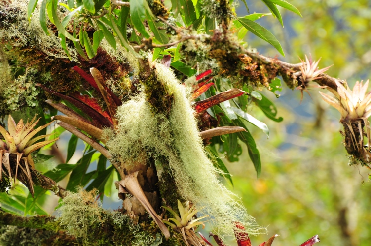 Mossy tree Peru
